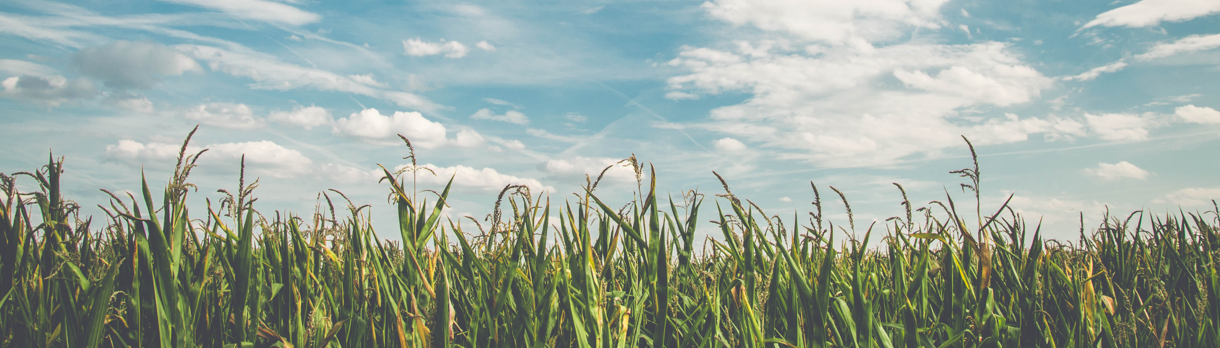 blue sky and field