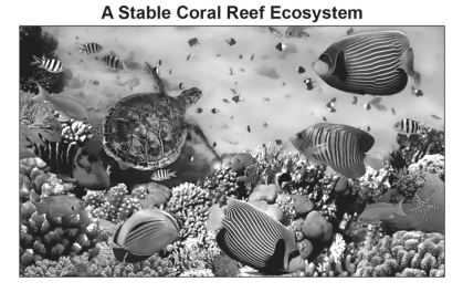 A stable coral reef ecosystem