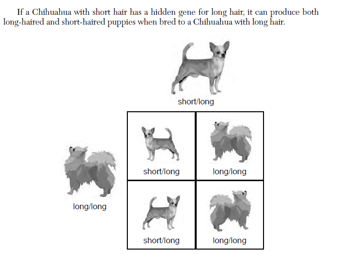 Past Regents Exam Question with Dogs in the image