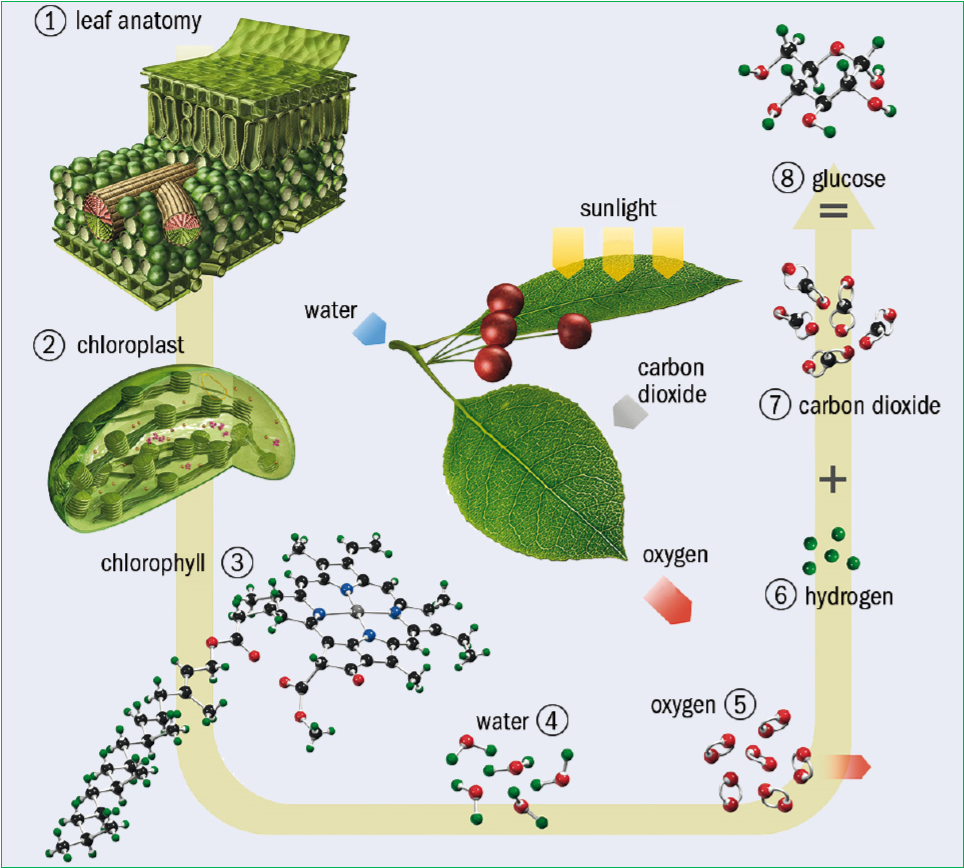 photosynthesis graphical image